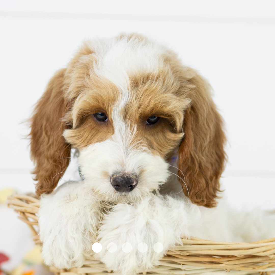 Copy of FBP Design.png