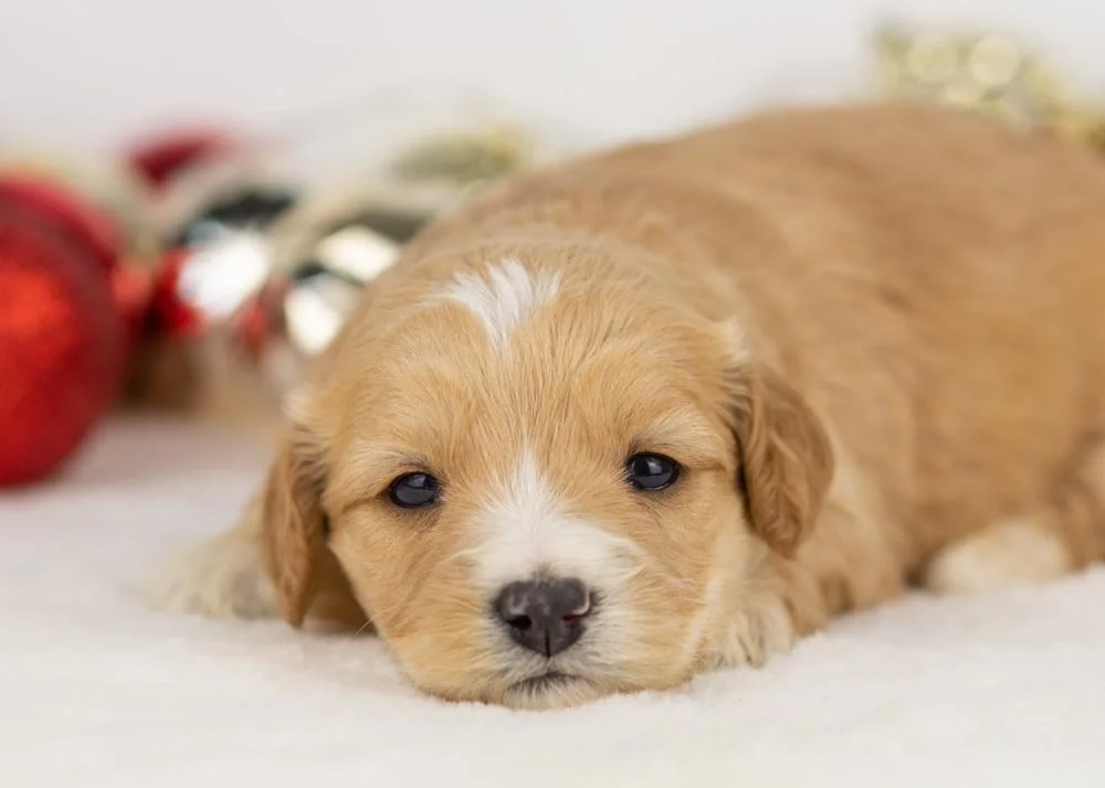 Magnolia goldendoodle for sale(3).jpg