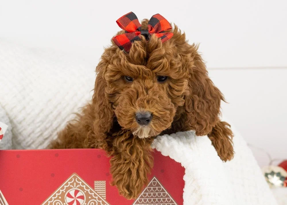 Capir Goldendoodle for sale.jpg