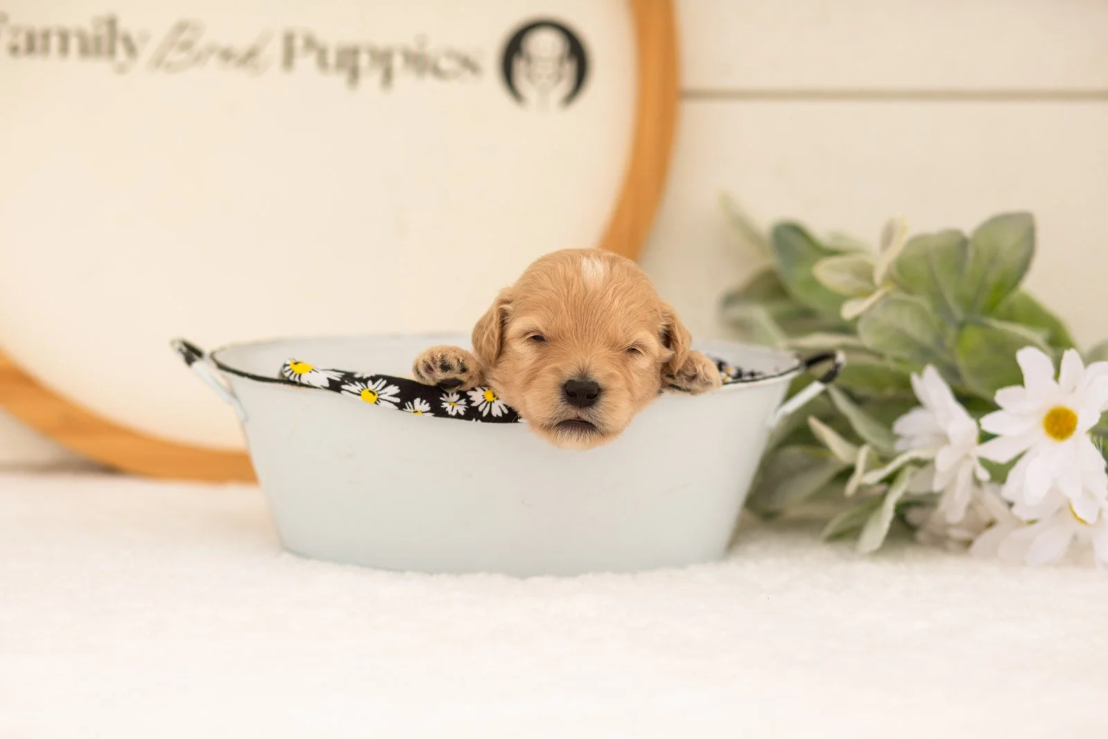 Eva goldendoodle for sale(2).jpg