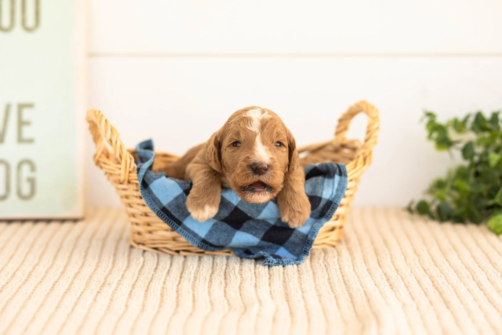 Alps goldendoodle for sale(4).jpg