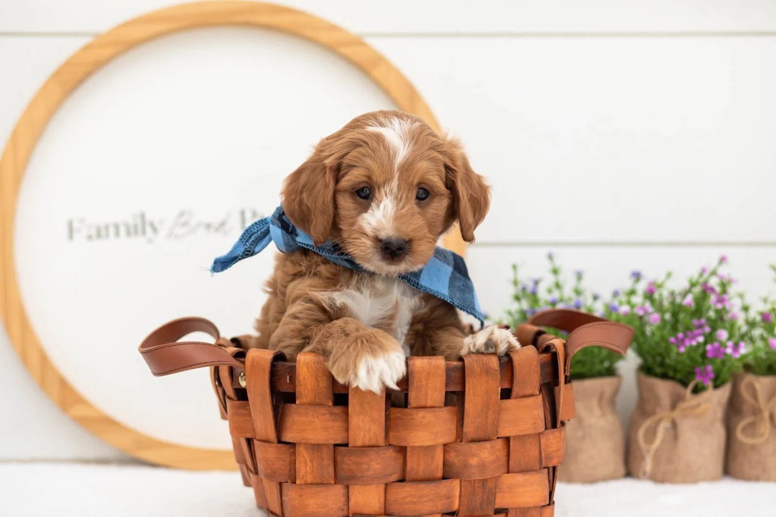 Bobby goldendoodle for sale(4).jpg