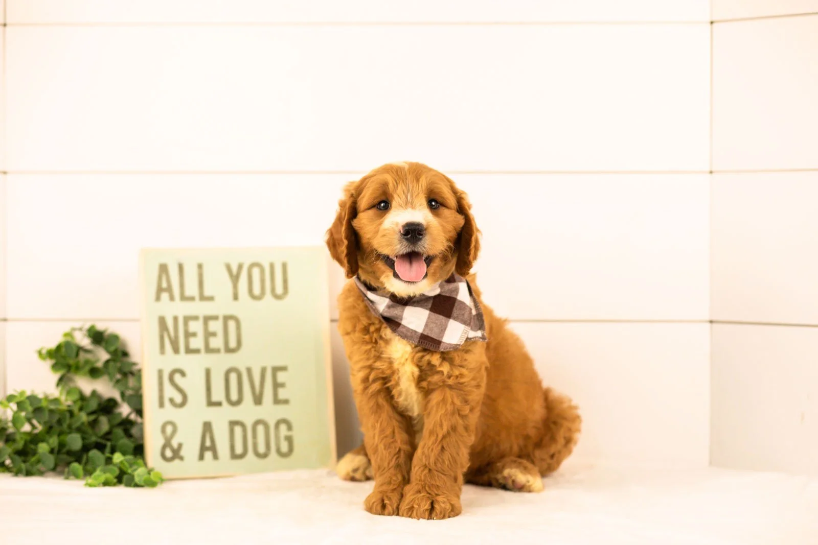 maze goldendoodle for sale(2).jpg