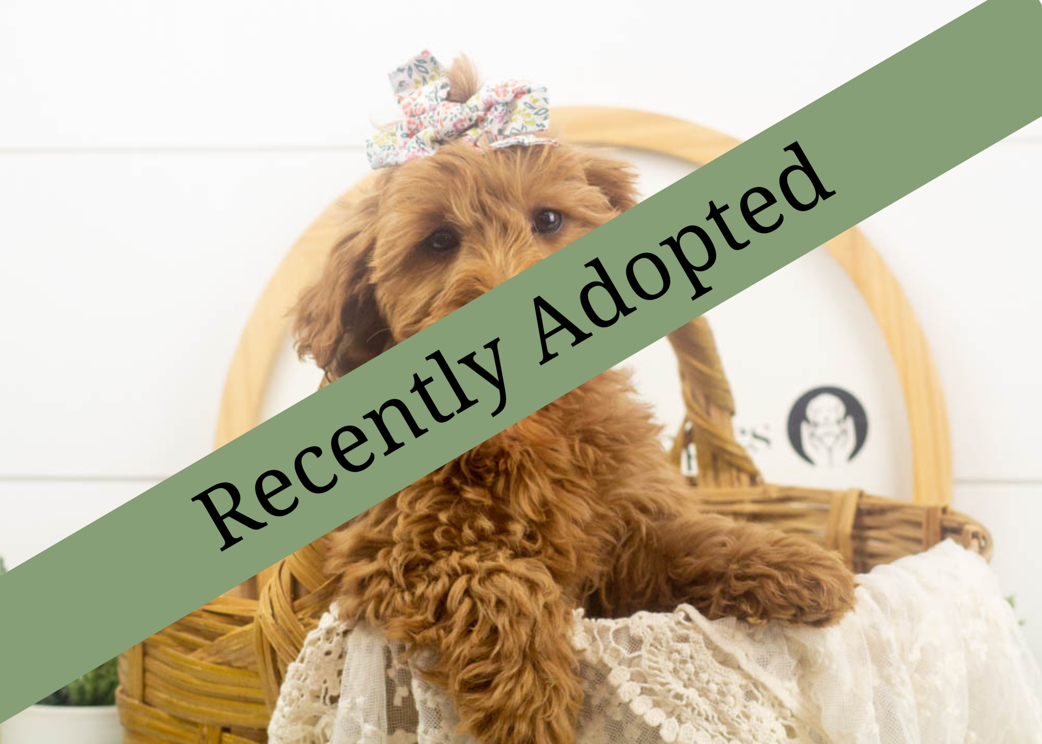 goldendoodle for sale