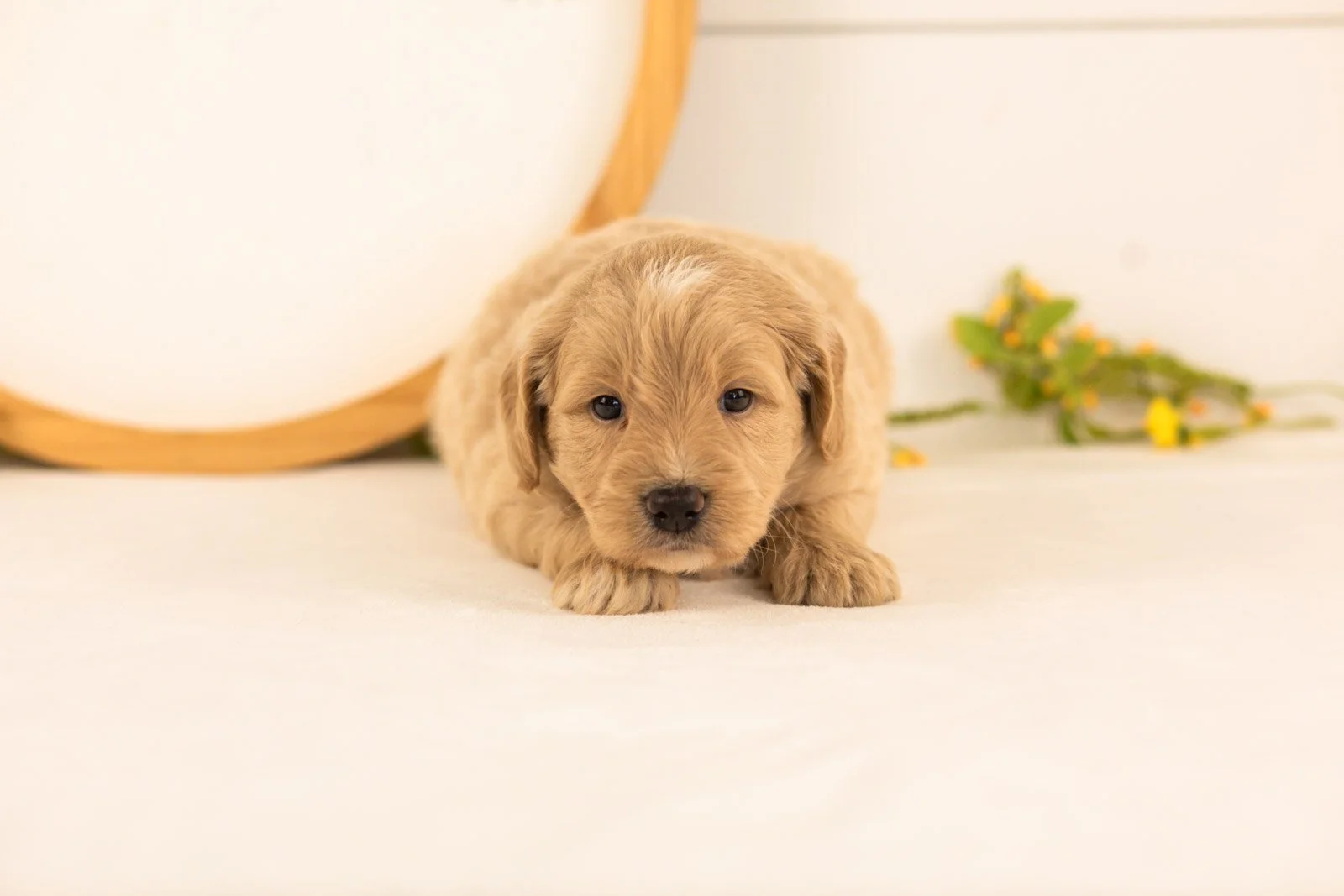 Bob goldendoodle for sale(1).jpg