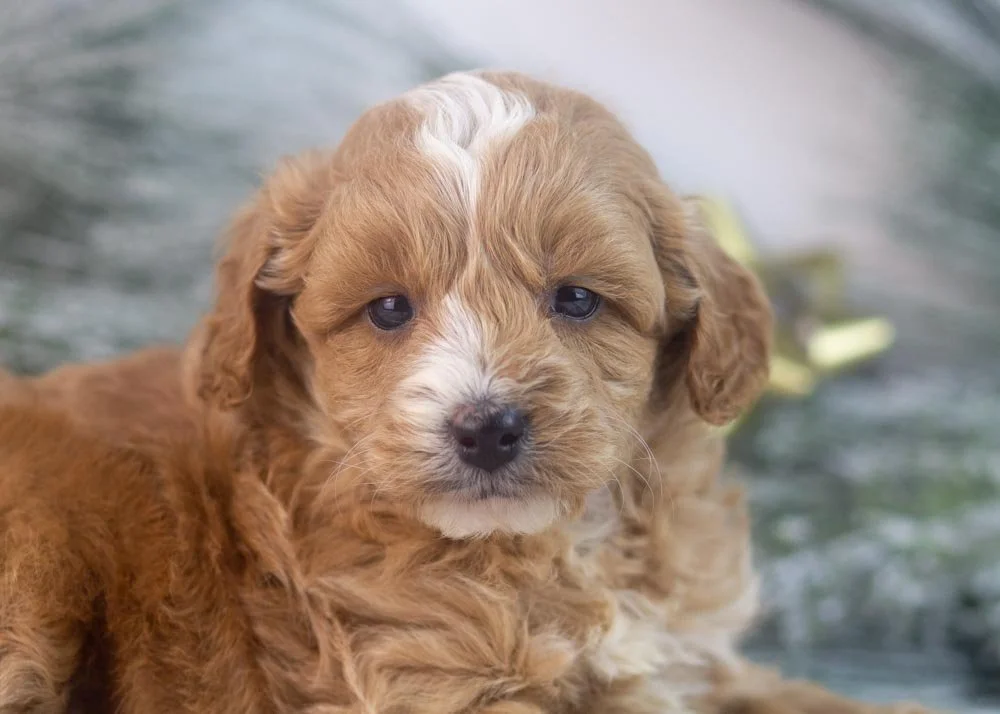 Sweetie goldendoodle for sale(2).jpg