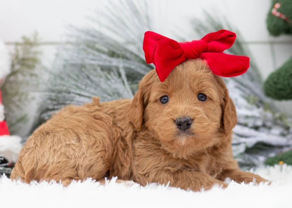 Rolls goldendoodles for sale(2).jpg