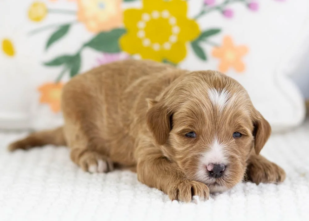 fido goldendoodle for sale.jpg