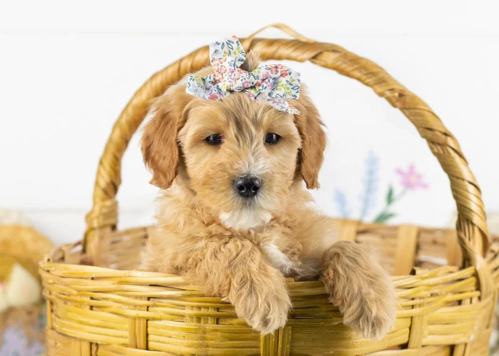 goldendoodle for sale