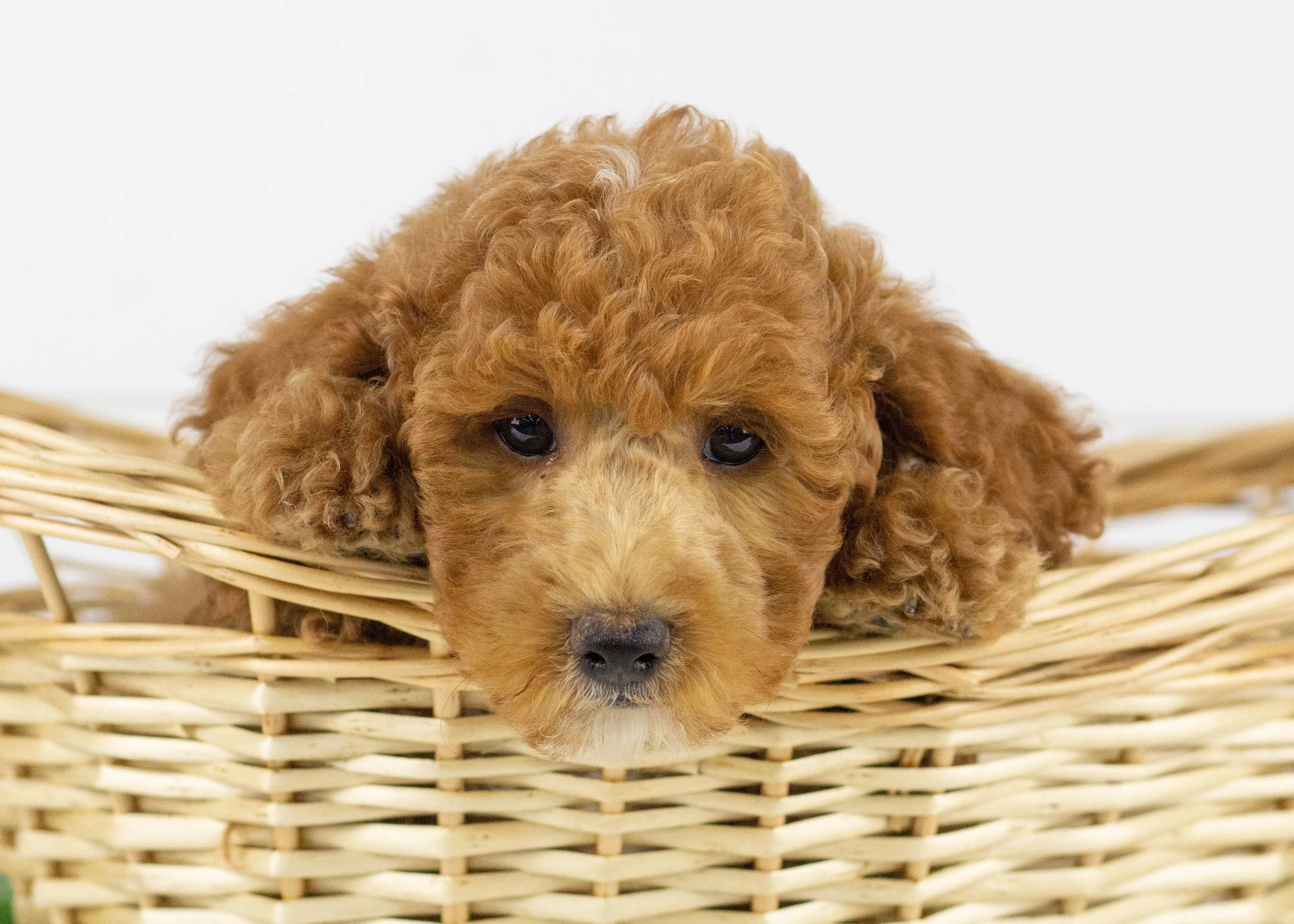 Tommy Goldendoodle for sale(3).jpg