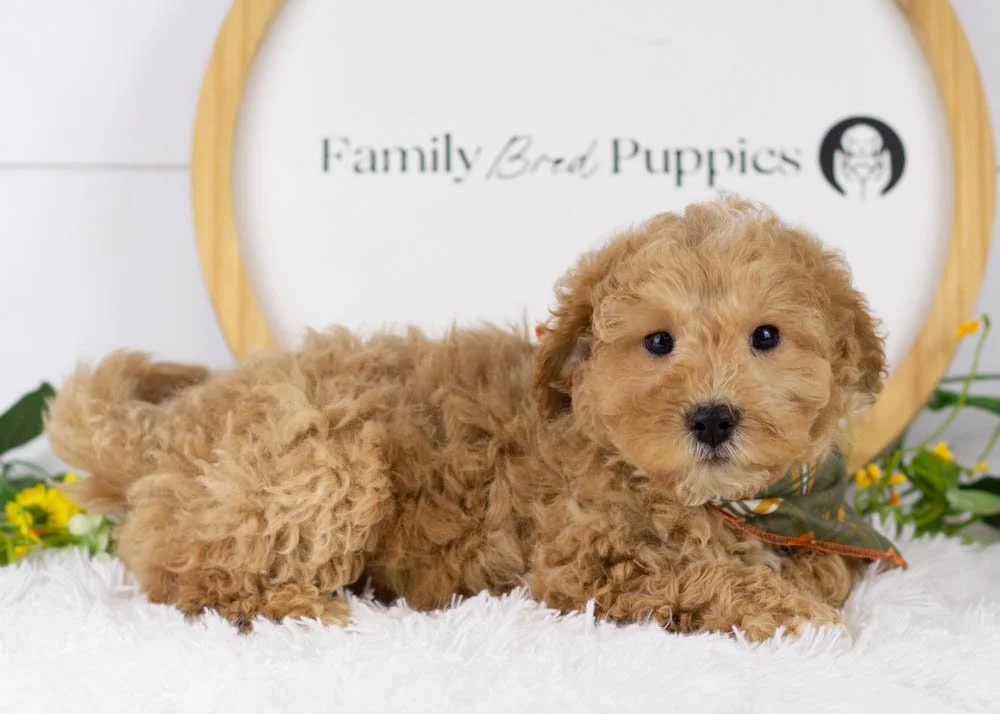 Everest goldendoodle for sale(2).jpg