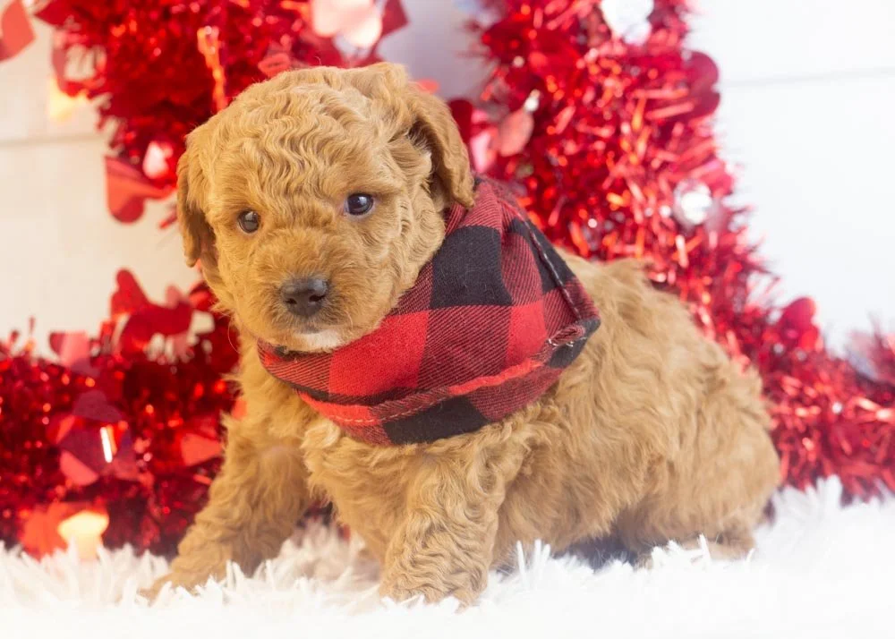 Vinnie goldendoodle for sale.jpg