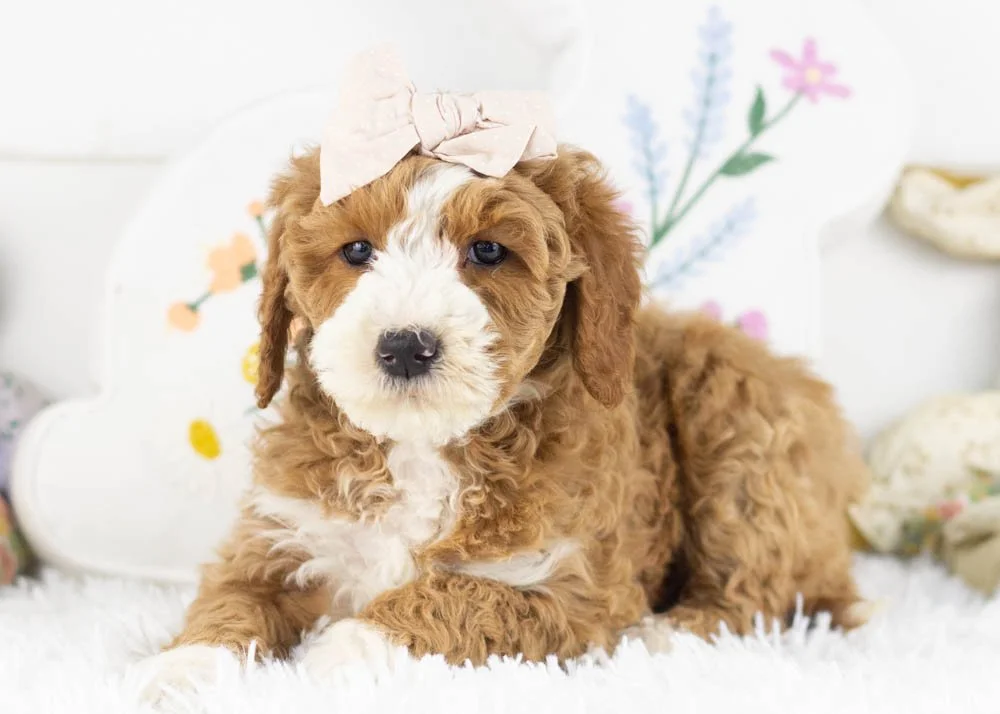 Dennis 1-17-26 Brenda 6. 11oz-2.jpg