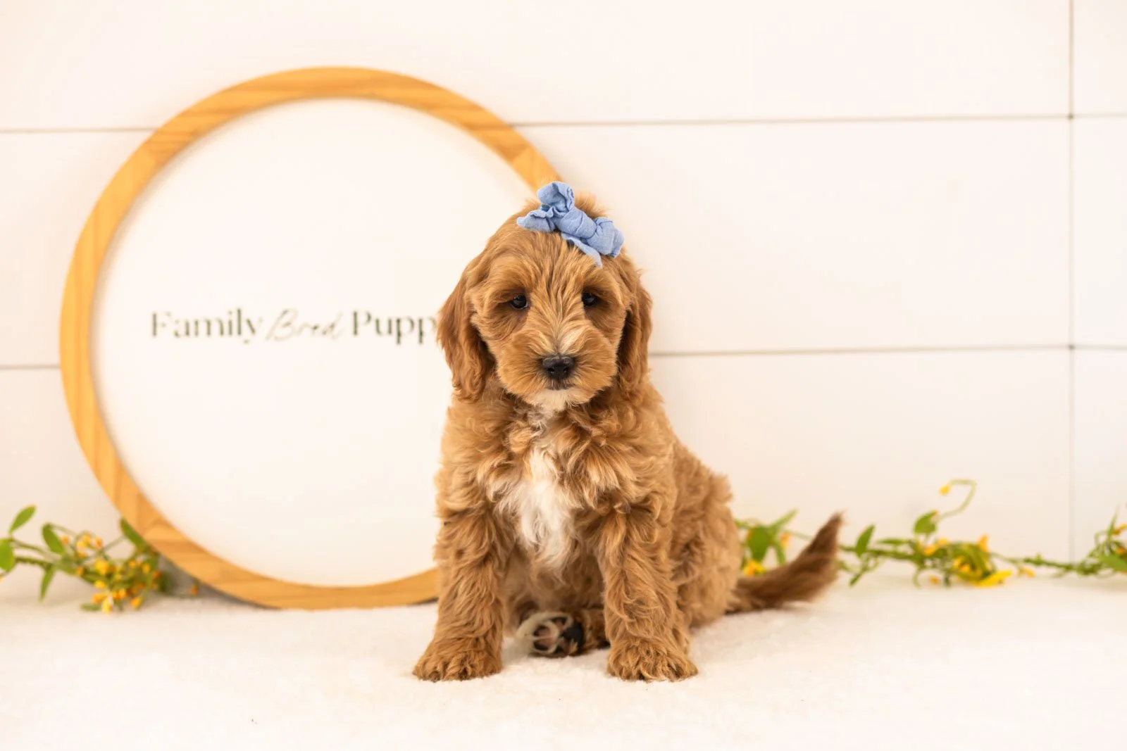 Rain Goldendoodle for sale(2).jpg