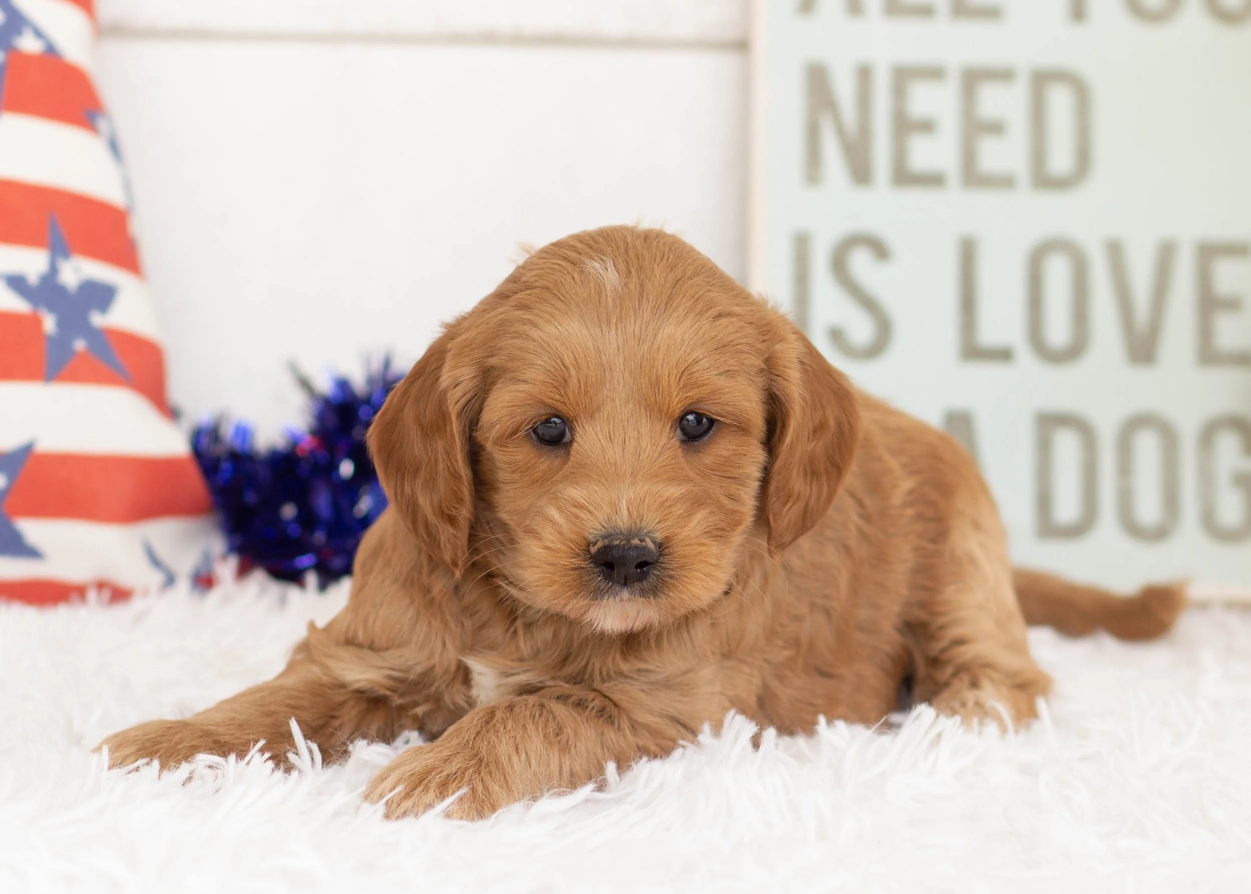 Blue Goldendoodle For Sale(2).jpg