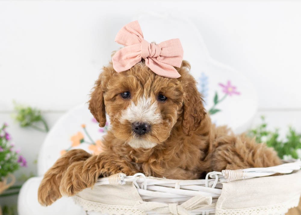 cherry goldendoodle for sale(2).jpg