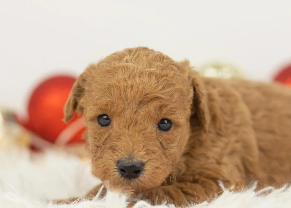 Bingo goldendoodle for sale(1).jpg