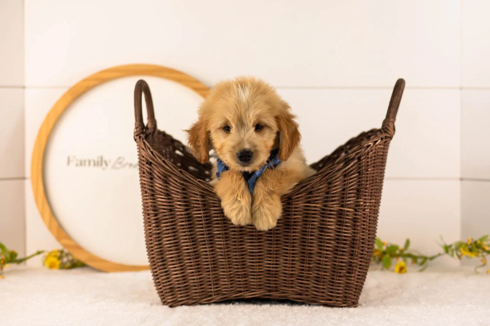 Ezra goldendoodle for sale(3).jpg