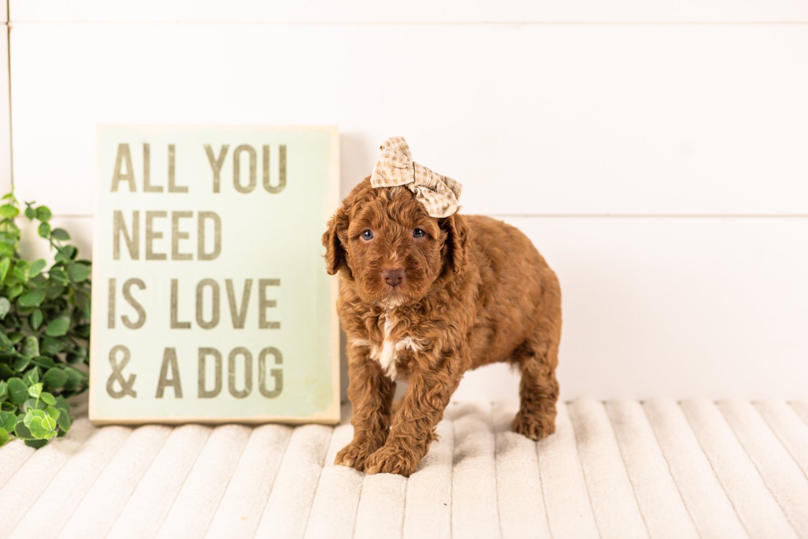 Layla goldendoodle for sale(4).jpg
