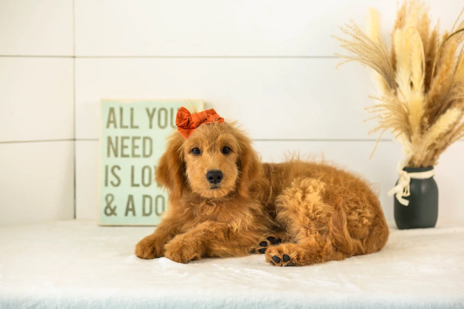 Esme goldendoodle for sale.jpg