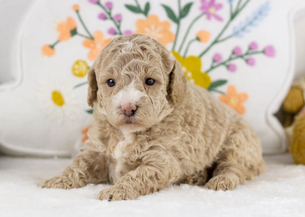 cinderella goldendoodle for sale(3).jpg