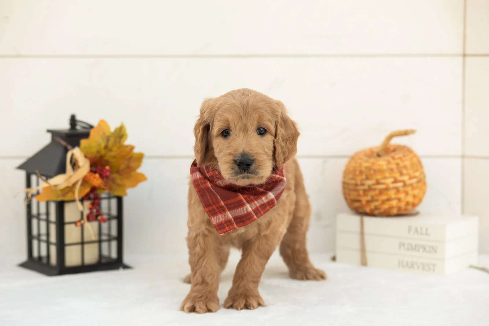 Cowardly Lion goldendoodle for sale 3.jpg
