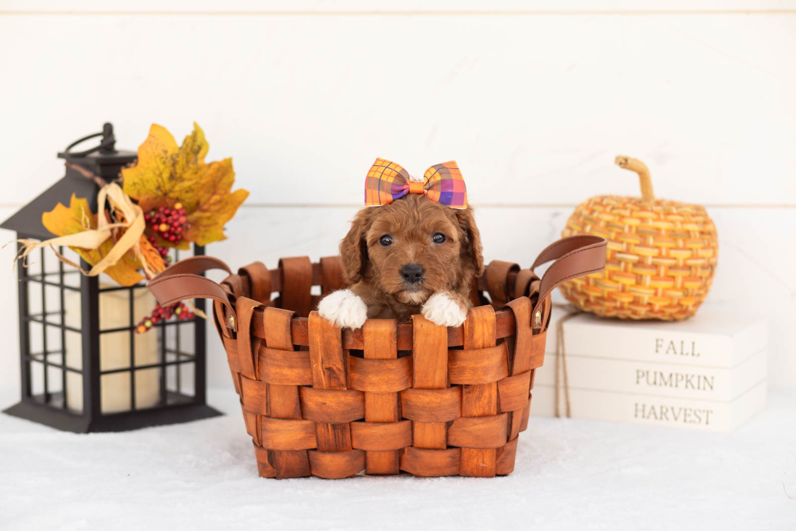 Juniper goldendoodle for sale 1.jpg