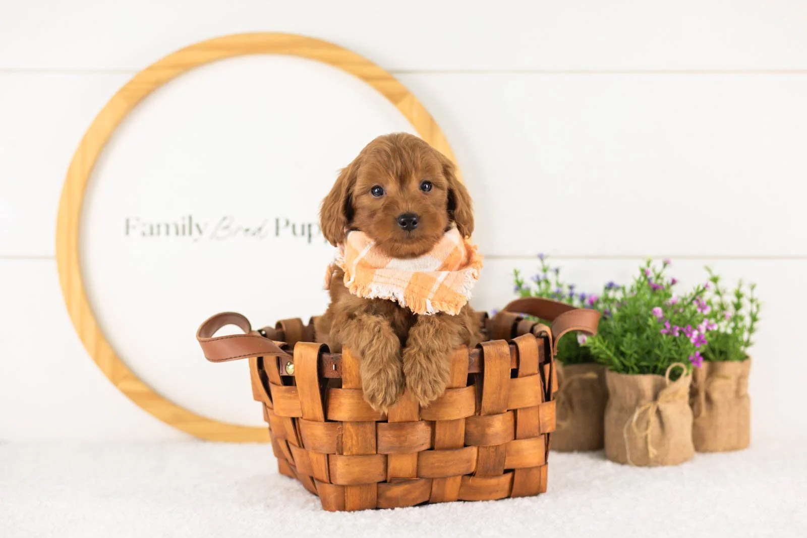 Lance goldendoodle for sale(4).jpg