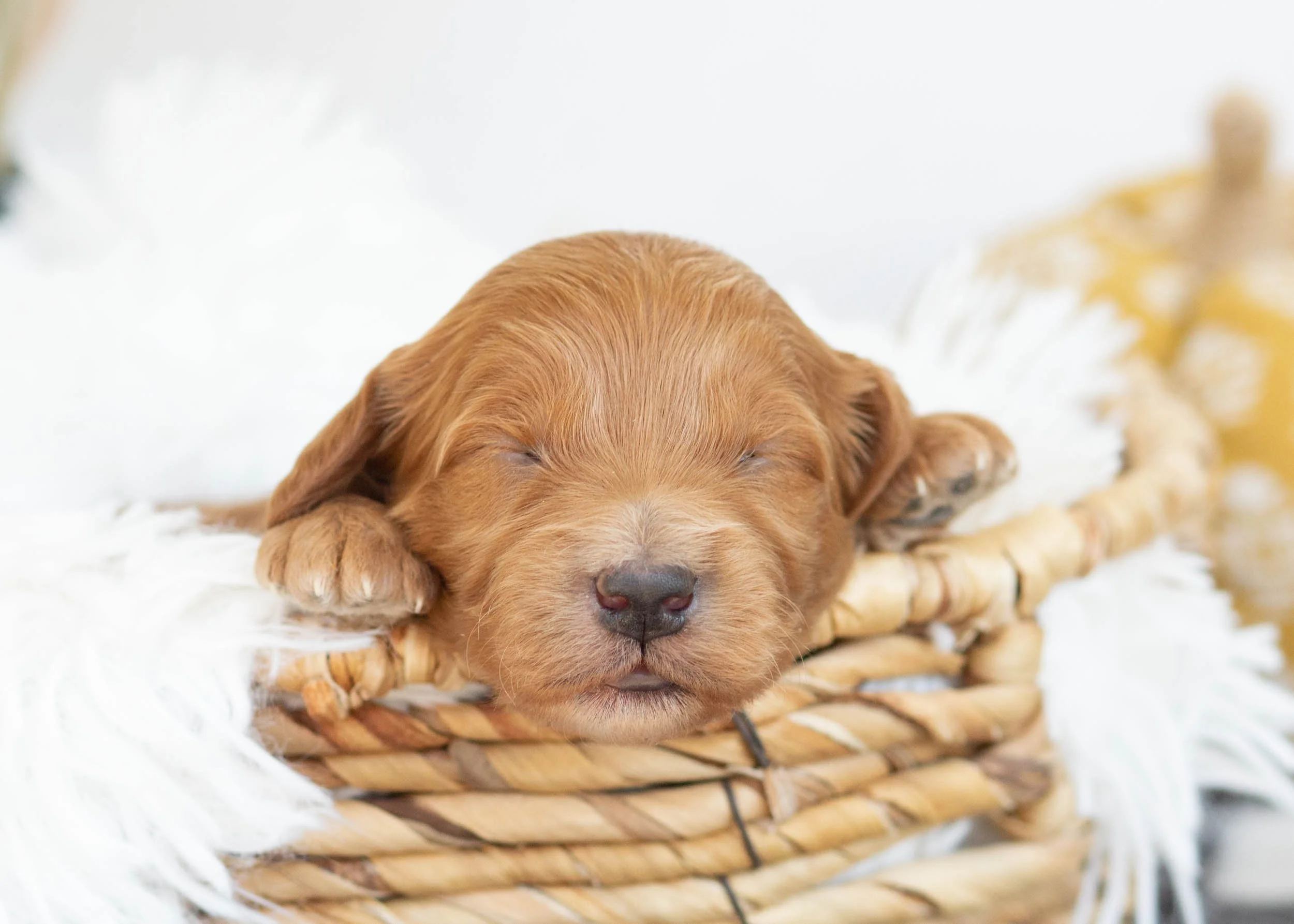 Landry goldendoodle for sale4.jpg