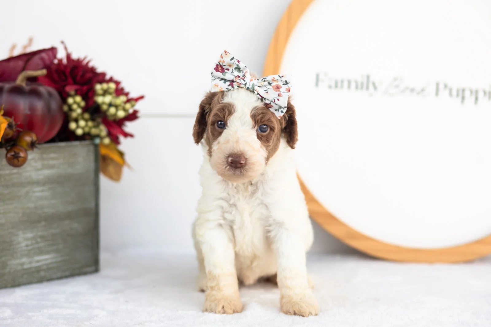 Laurie goldendoodle for sale.jpg