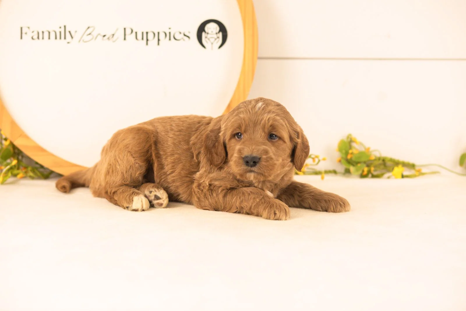 Oscar goldendoodle for sale.jpg