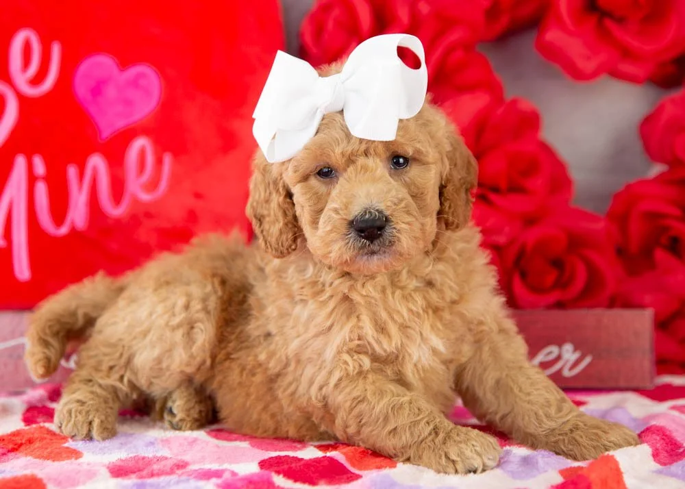 Lindsey goldendoodle for sale.jpg
