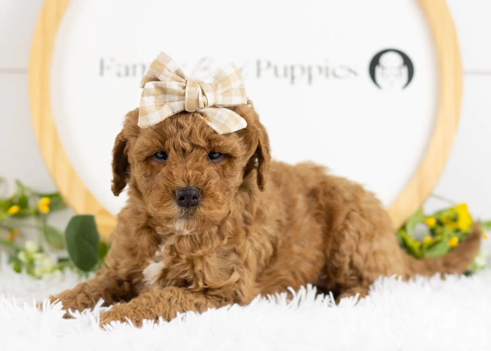 Icicle goldendoodle for sale(2).jpg