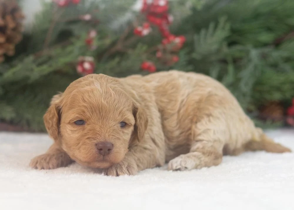 Indiana goldendoodle for sale(3).jpg