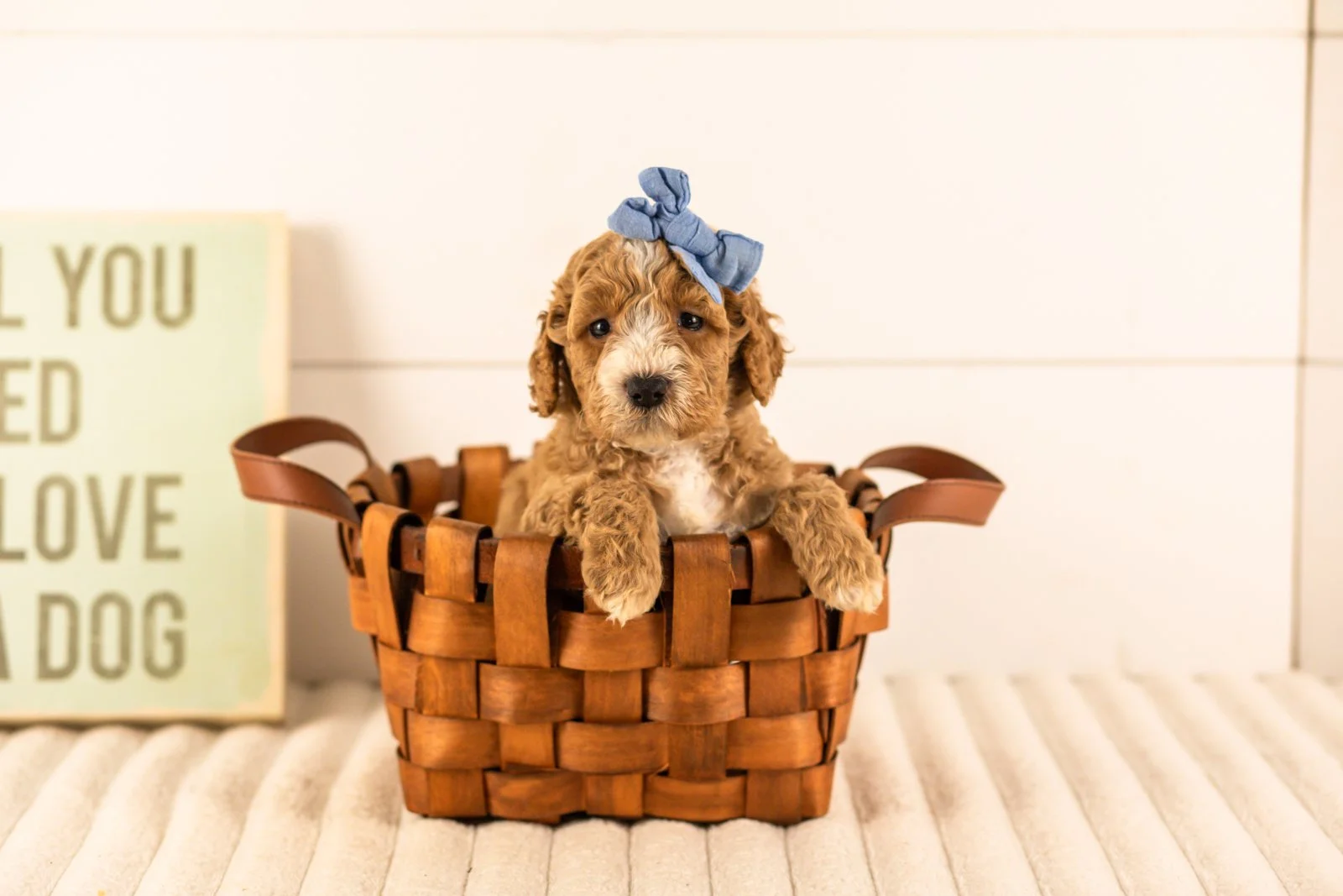Lola goldendoodle for sale(2).jpg