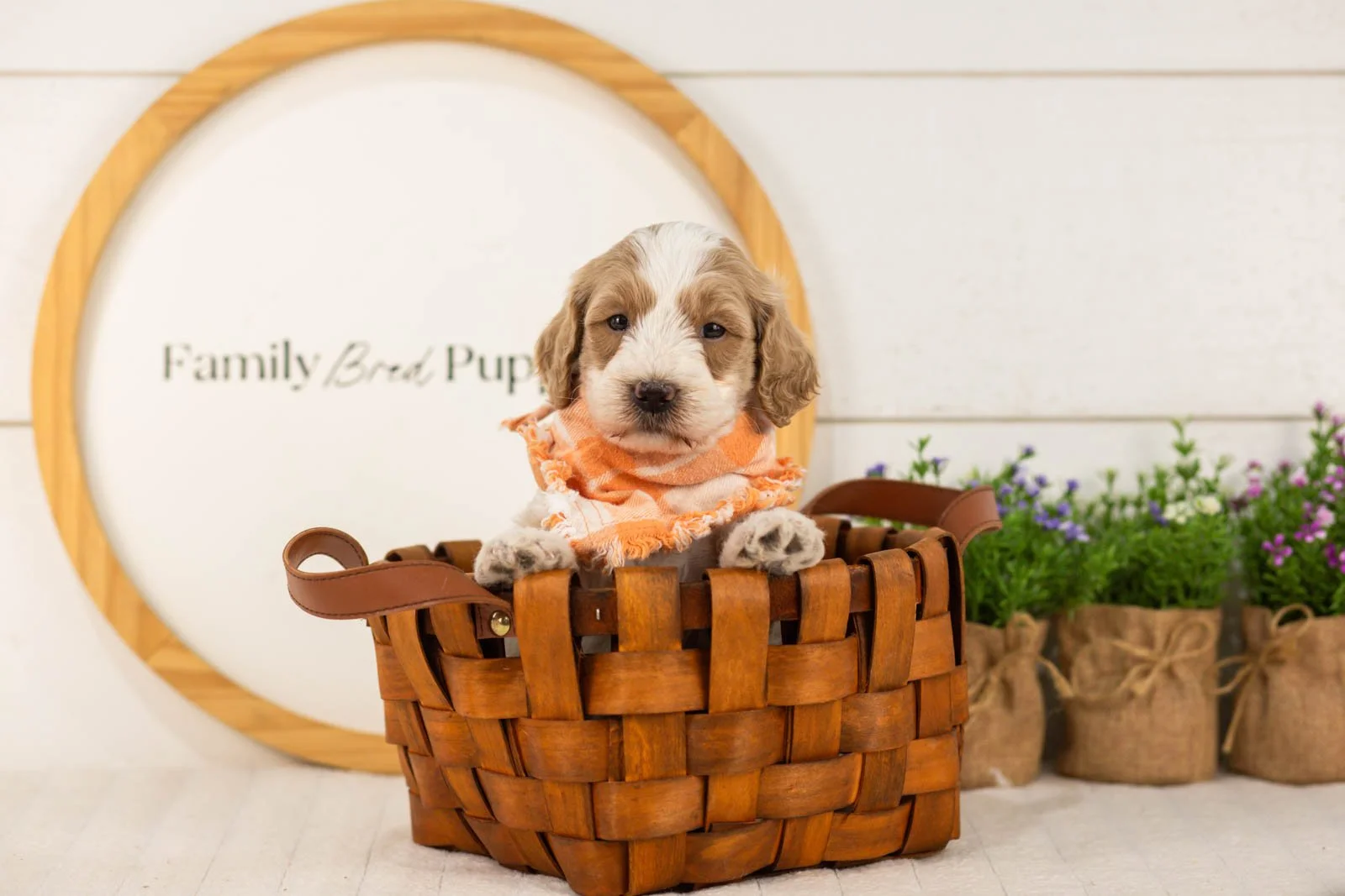 Peter goldendoodle for sale(3).jpg