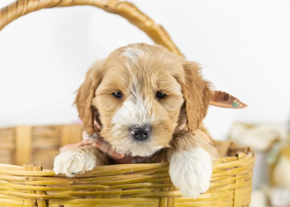 goldendoodle for sale