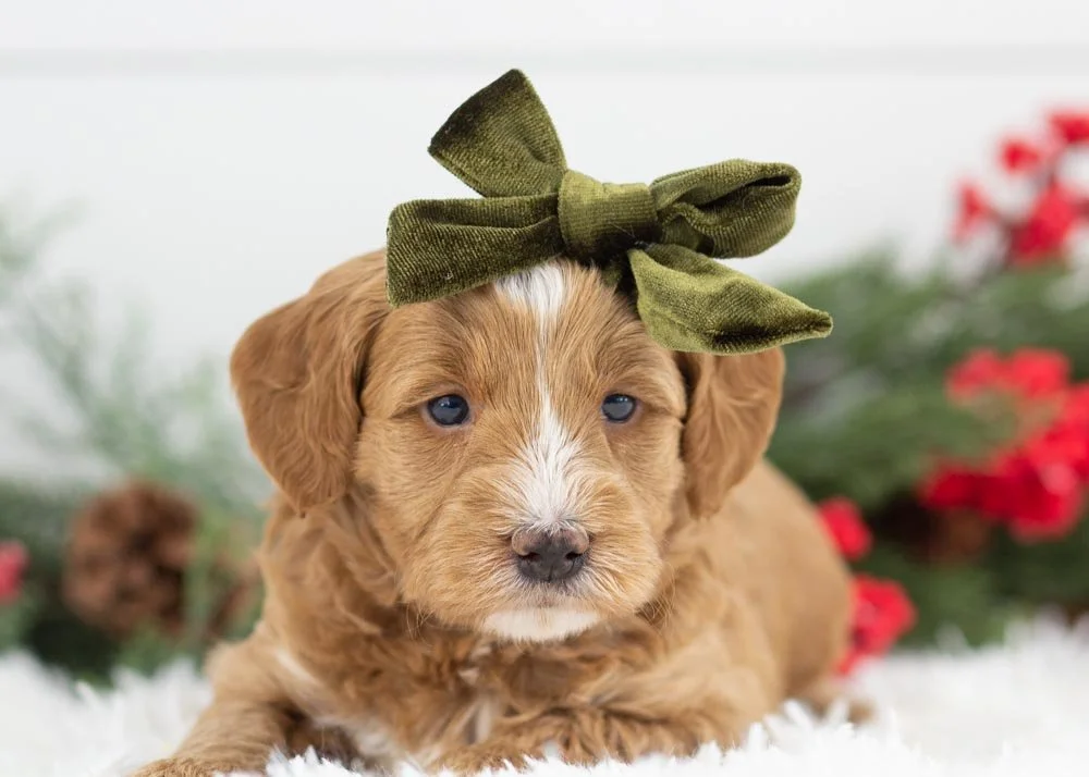 Butter goldendoodle for sale(3).jpg