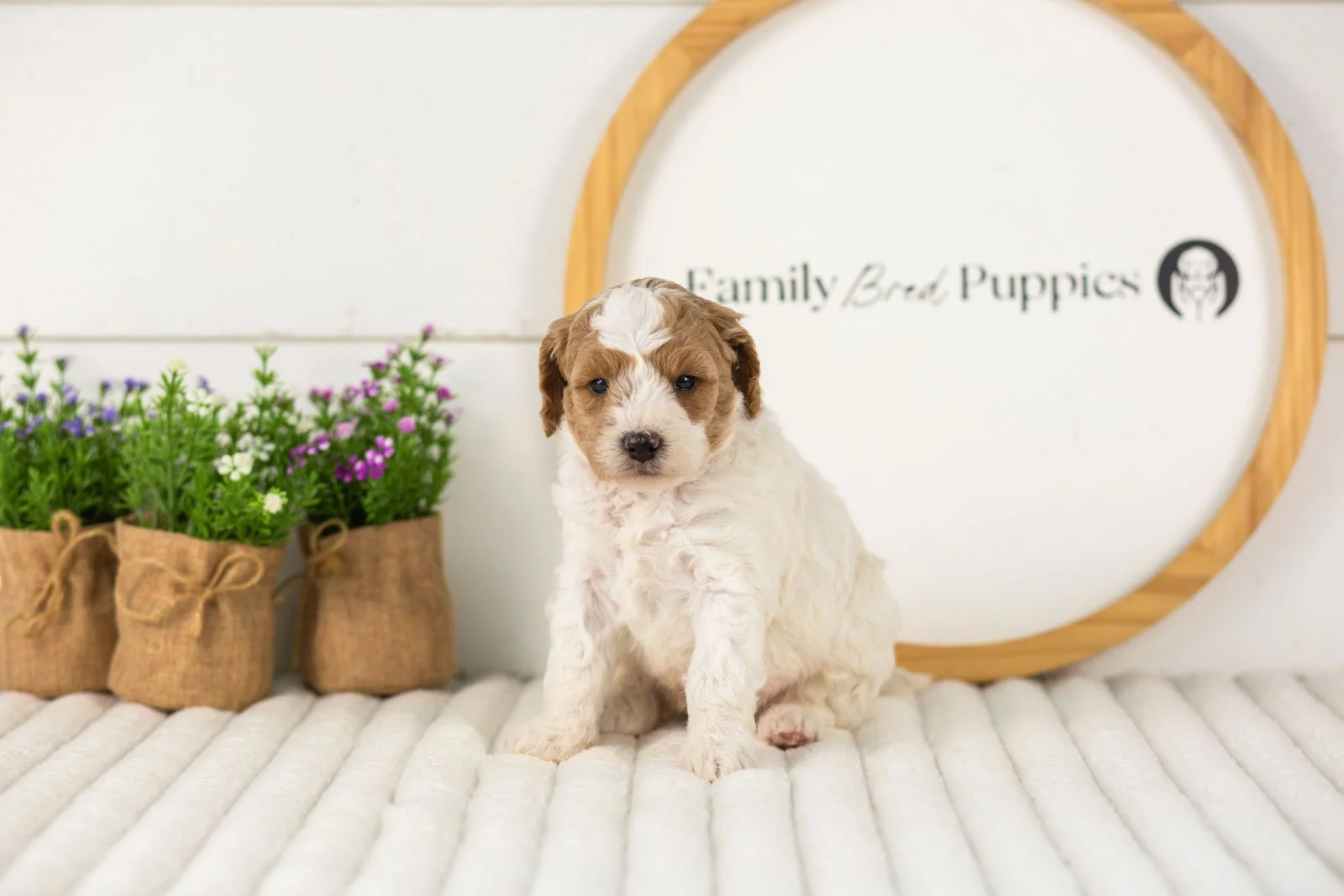 Lark goldendoodle for sale.jpg