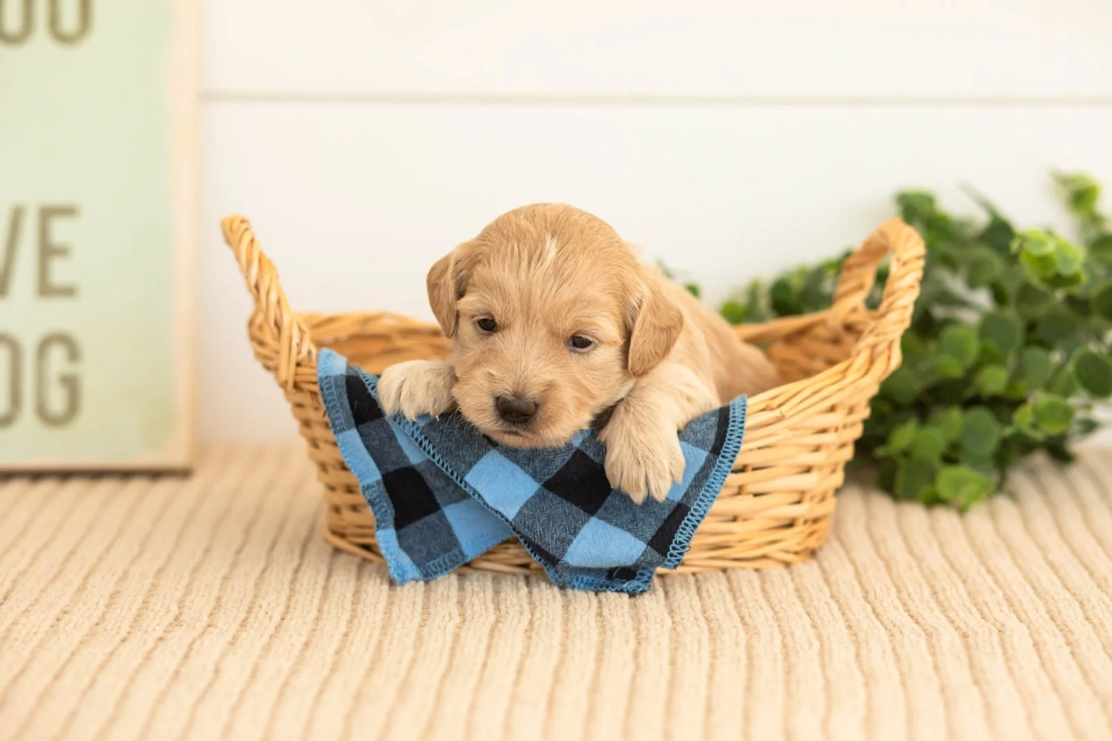 Violet goldendoodle for sale(4).jpg