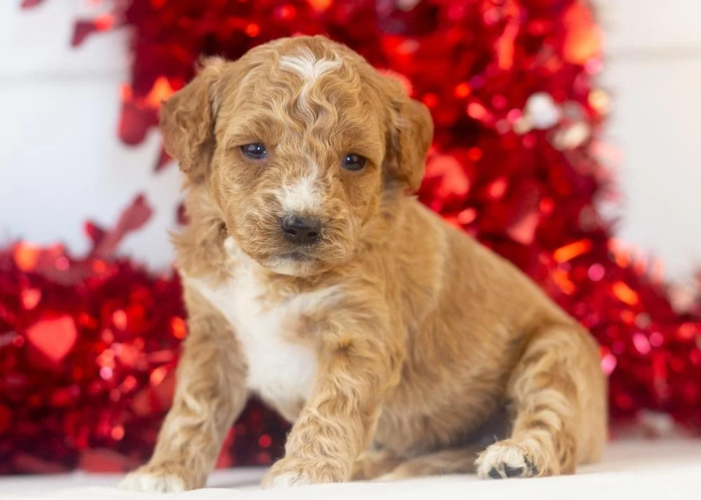 Truffle goldendoodle for sale..jpg