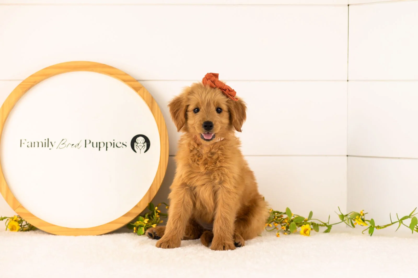 Ellie goldendoodle for sale(2).jpg
