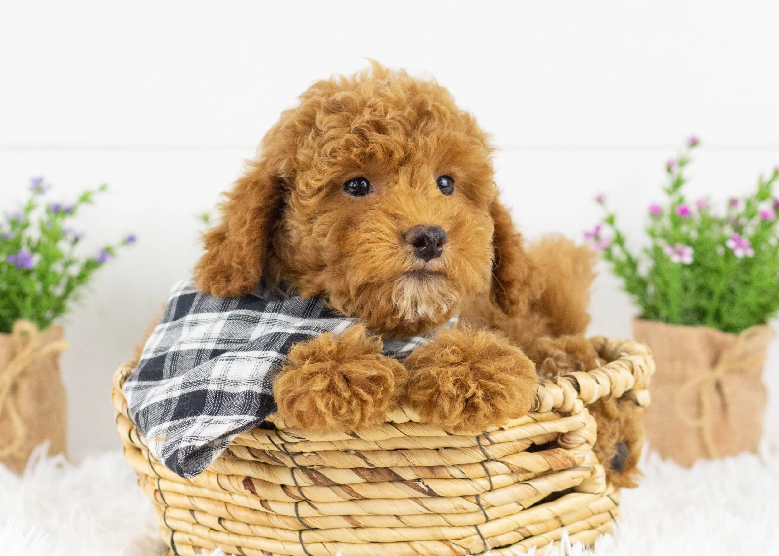 Maxwell goldendoodle for sale1.jpg