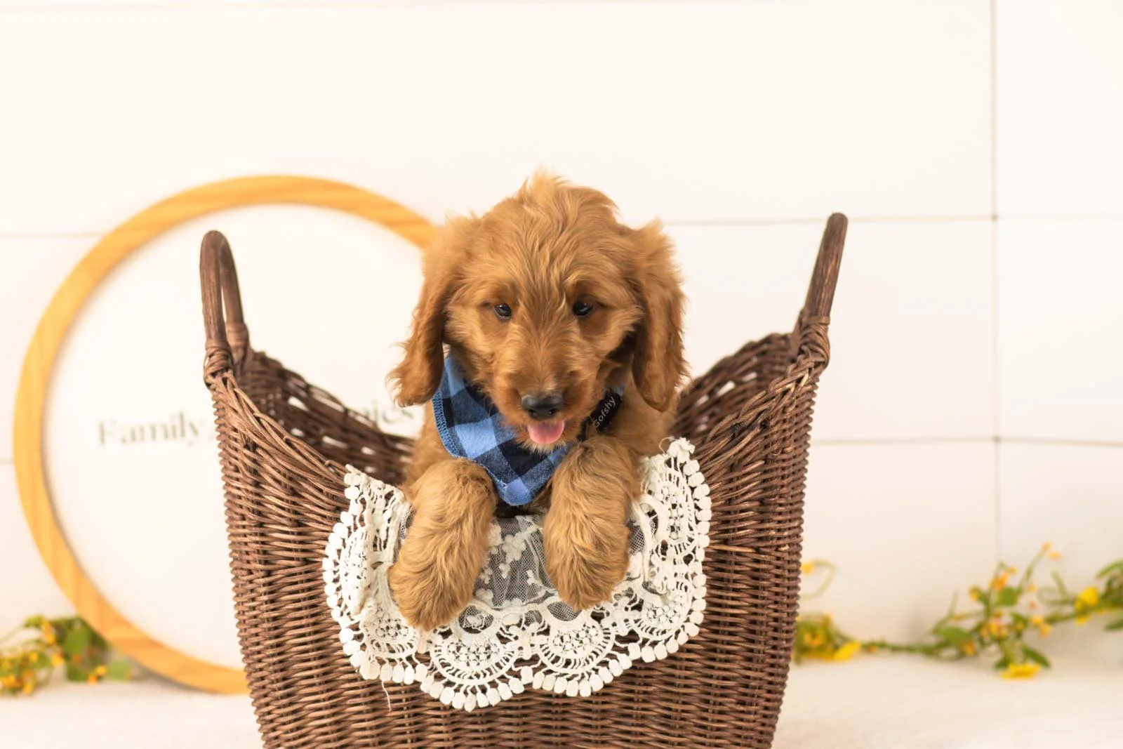 Phil goldendoodle for sale(3).jpg
