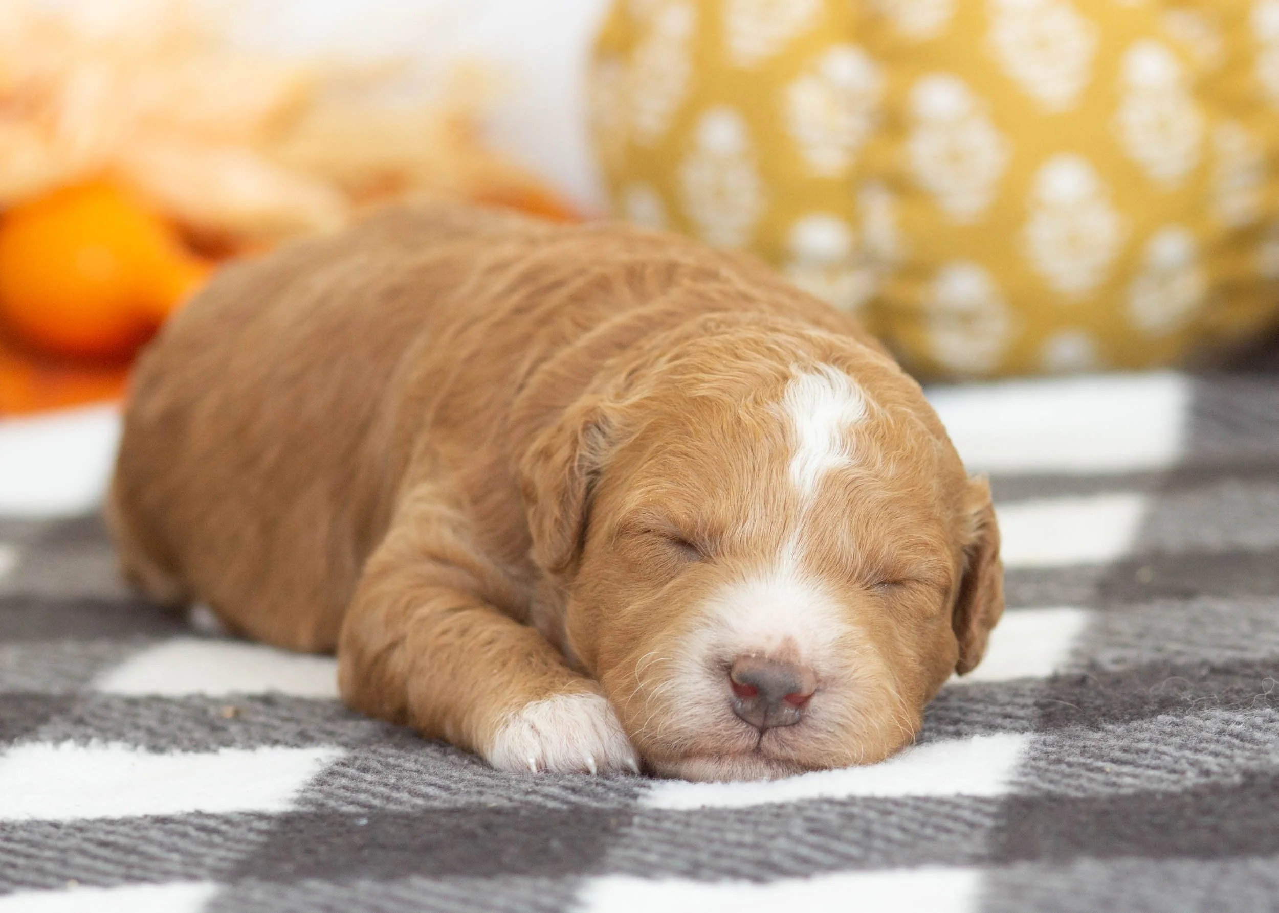 Lexi goldendoodle for sale..jpg