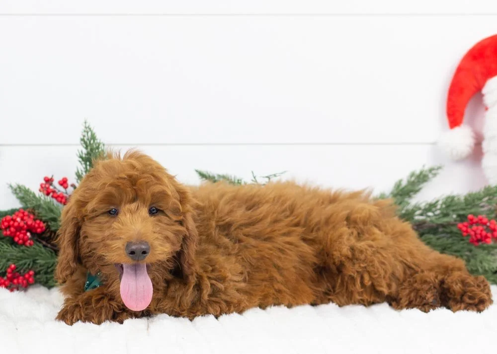 Griffin goldendoodle for sale(2).jpg