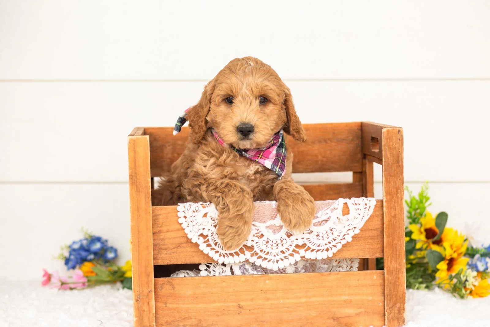 jim goldendoodle for sale(3).jpg