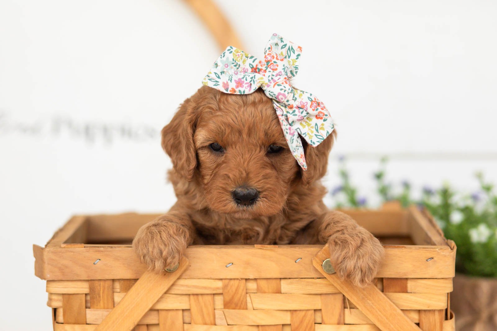 Starlet goldendoodle for sale(2).jpg