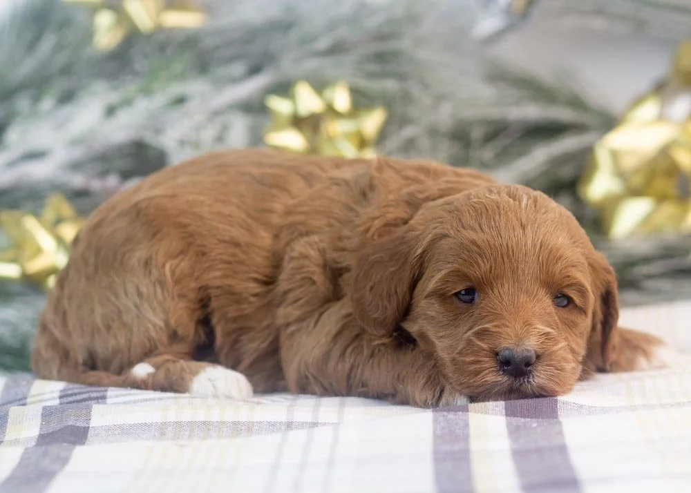 Jesi goldendoodle for sale(2).jpg