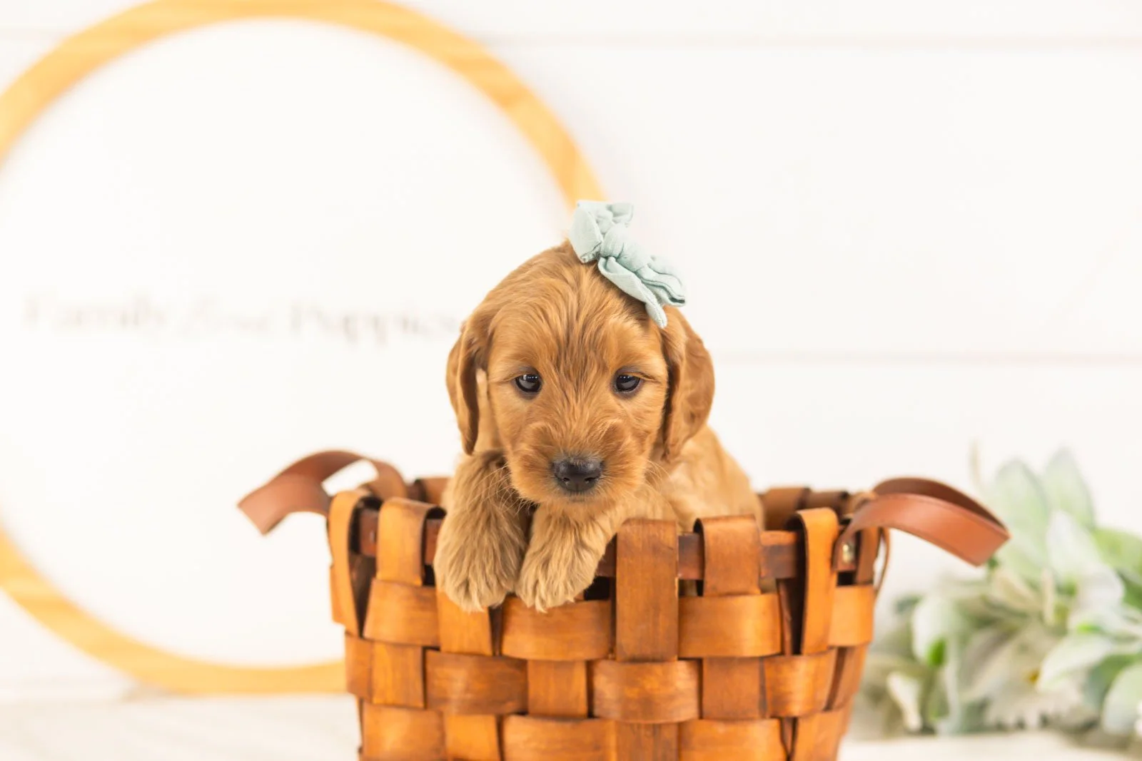 Seqoia goldendoodle for sale.(3).jpg